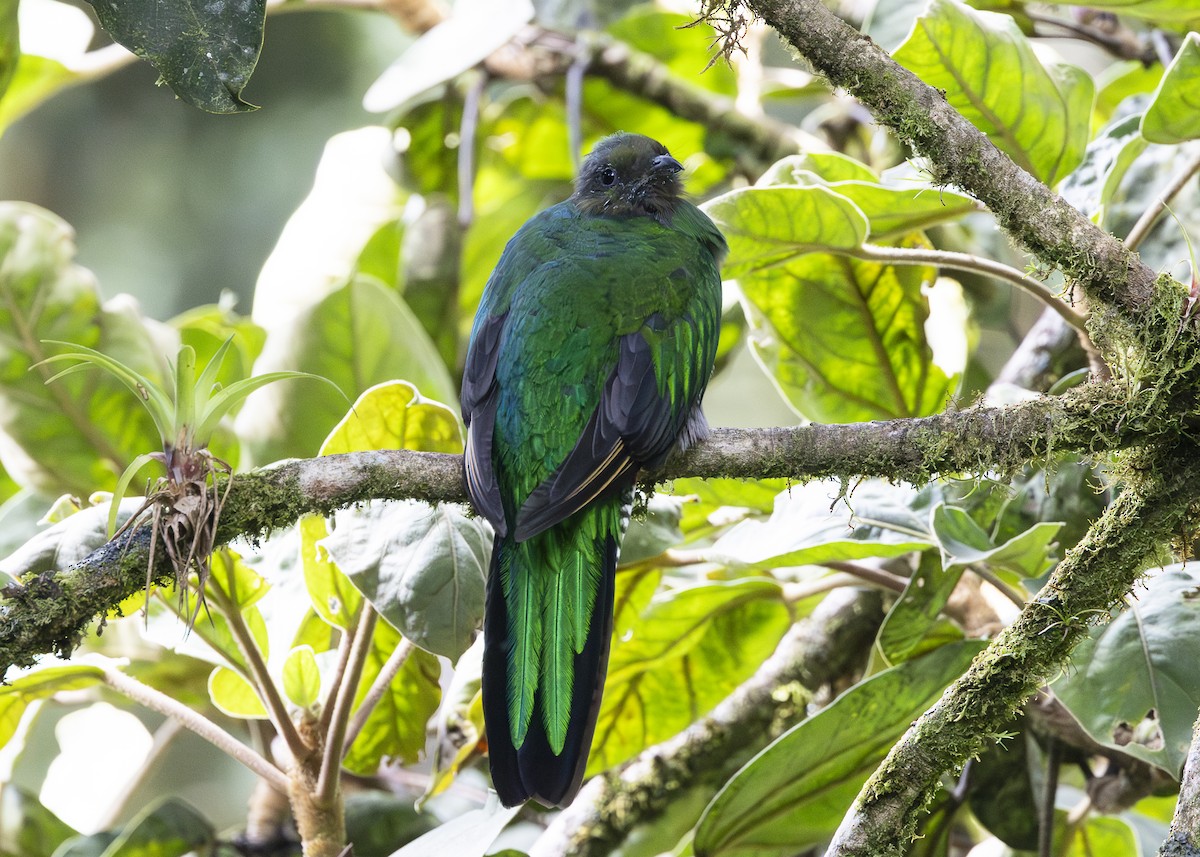 Quetzal resplendissant (costaricensis) - ML641454676