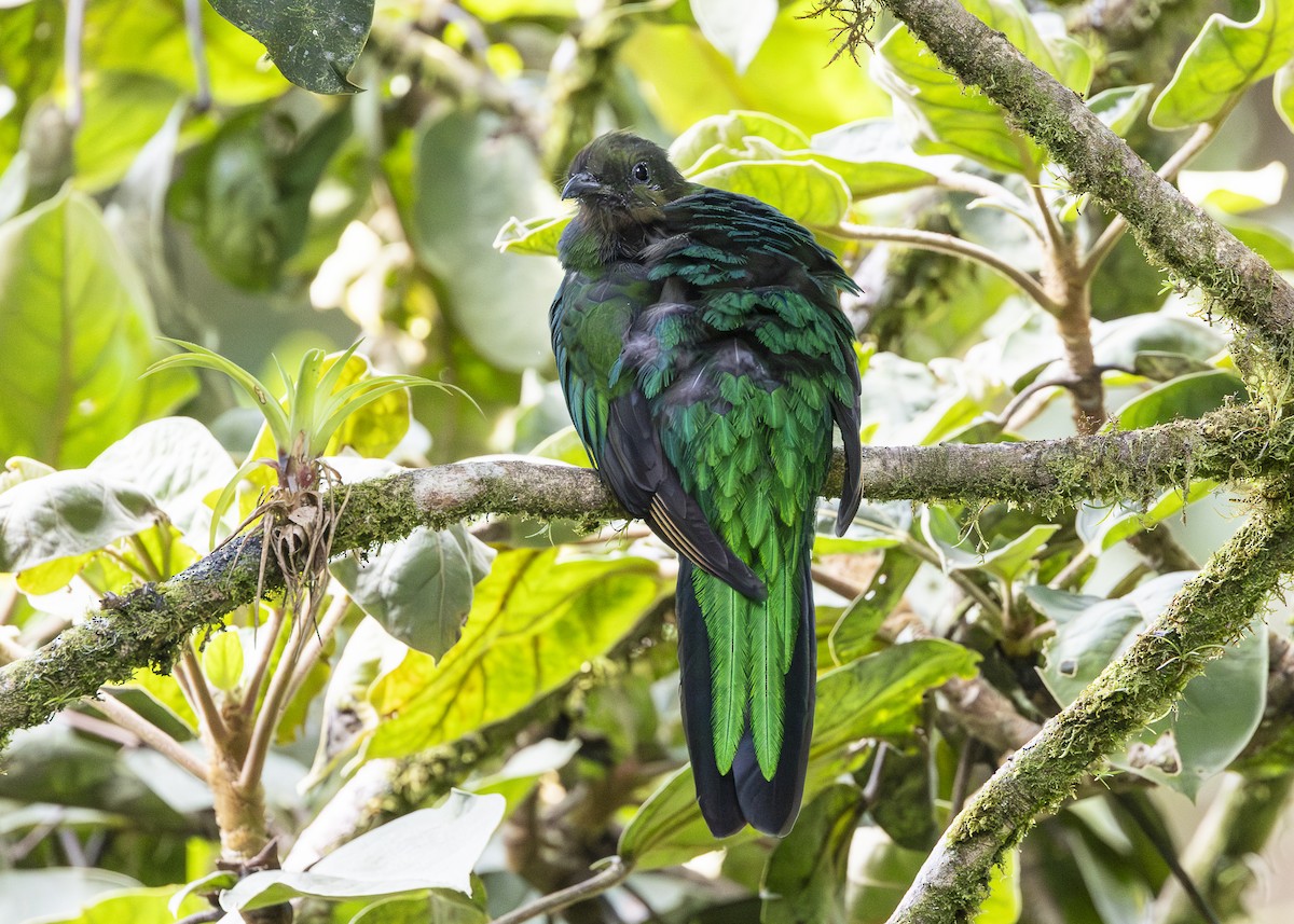 Quetzal resplendissant (costaricensis) - ML641454677