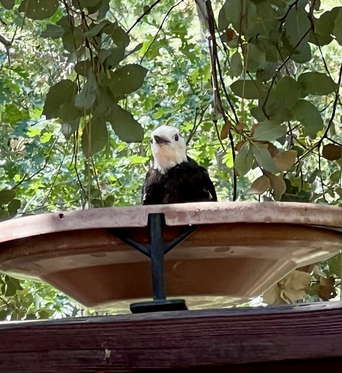 White-headed Woodpecker - ML641454679