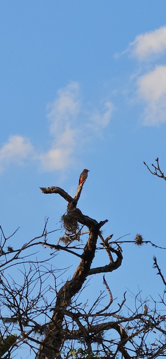 Vermilion Flycatcher (Austral) - ML641454689