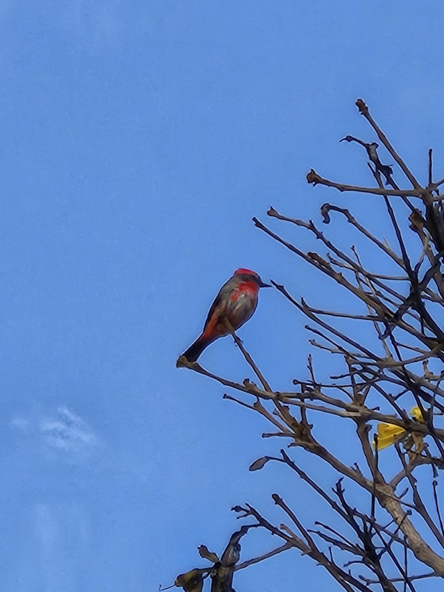 Vermilion Flycatcher (Austral) - ML641454690