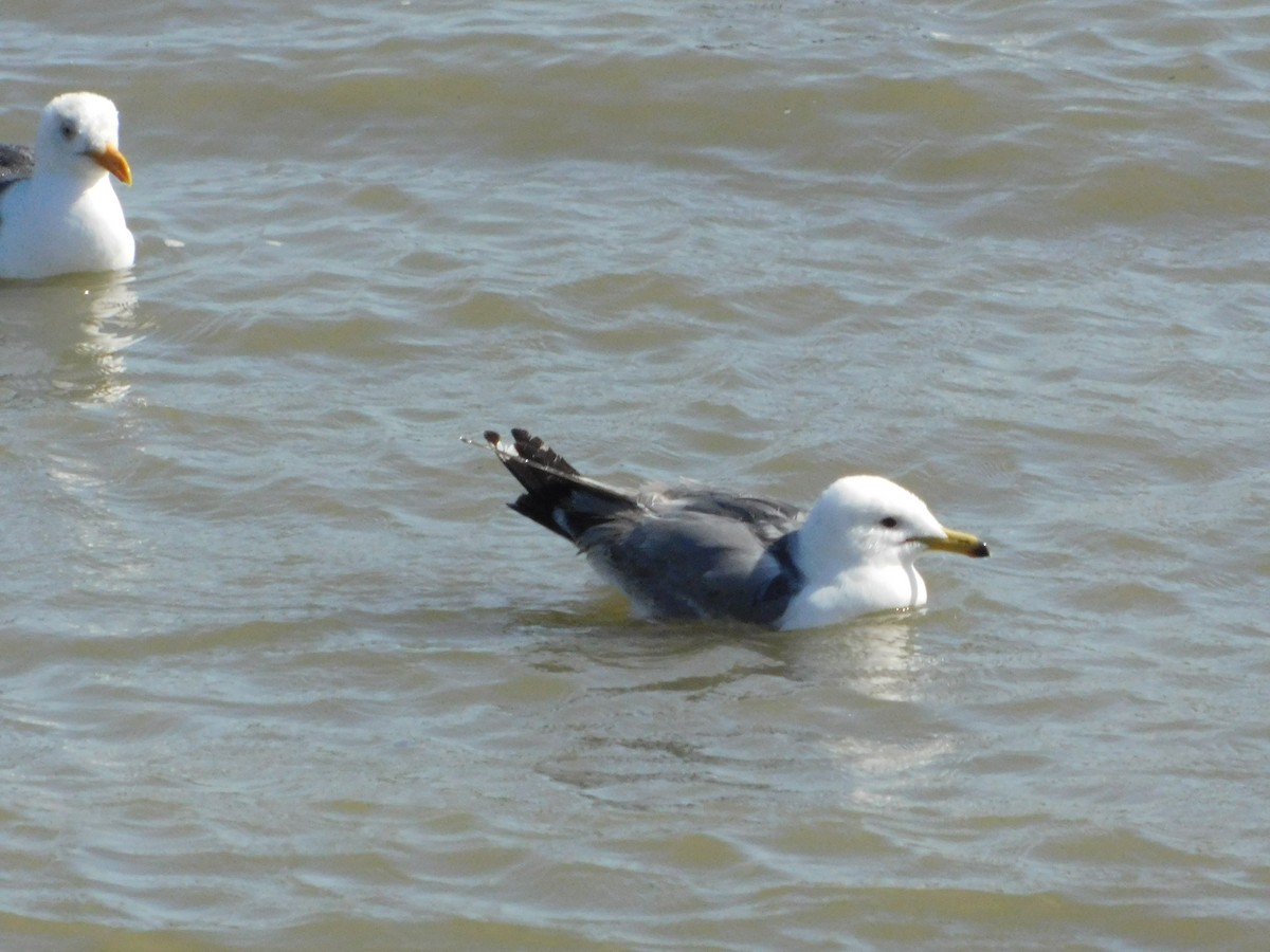 California Gull - ML641454723