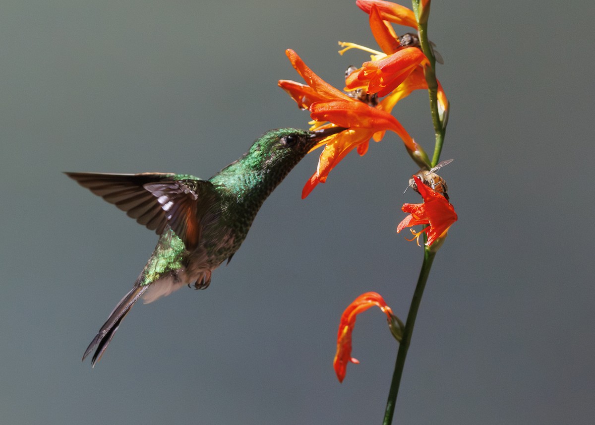 Stripe-tailed Hummingbird - ML641454727