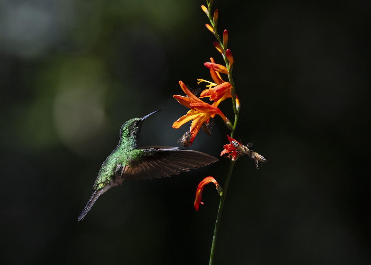 Stripe-tailed Hummingbird - ML641454728