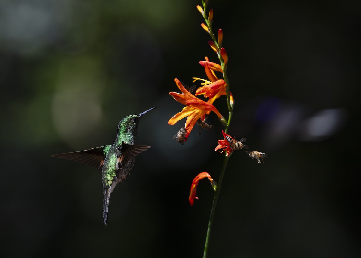 Stripe-tailed Hummingbird - ML641454729
