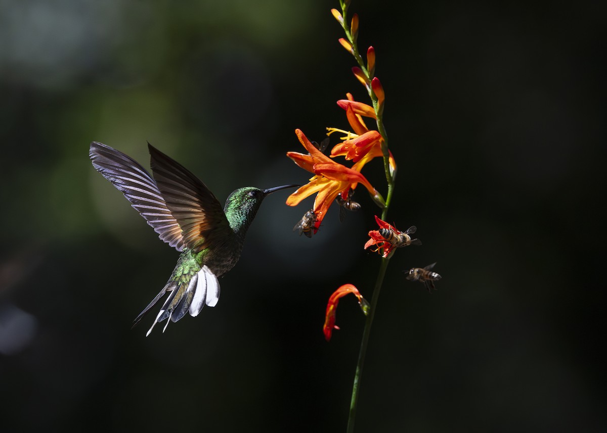 Stripe-tailed Hummingbird - ML641454730