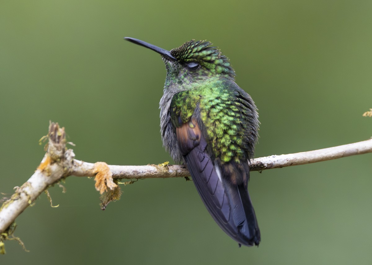Stripe-tailed Hummingbird - ML641454731
