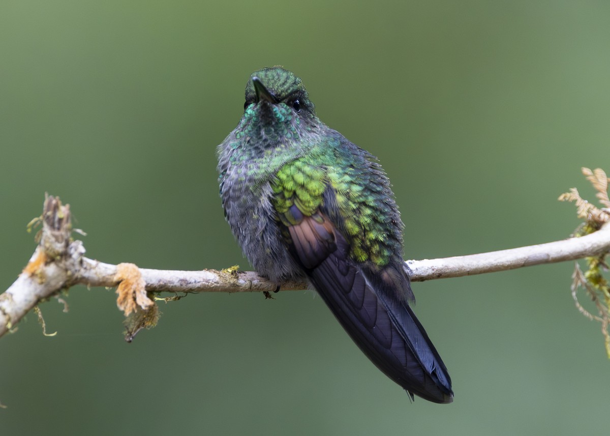 Stripe-tailed Hummingbird - ML641454733