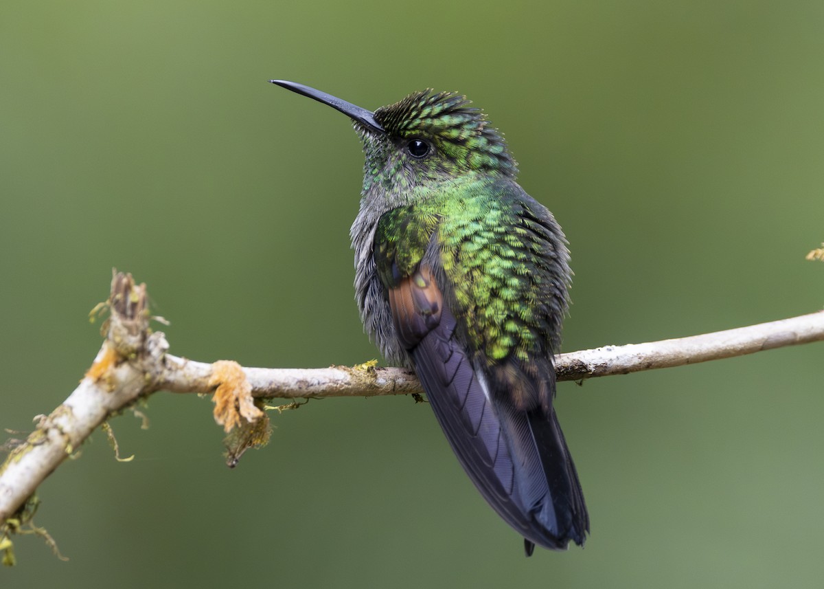 Stripe-tailed Hummingbird - ML641454734