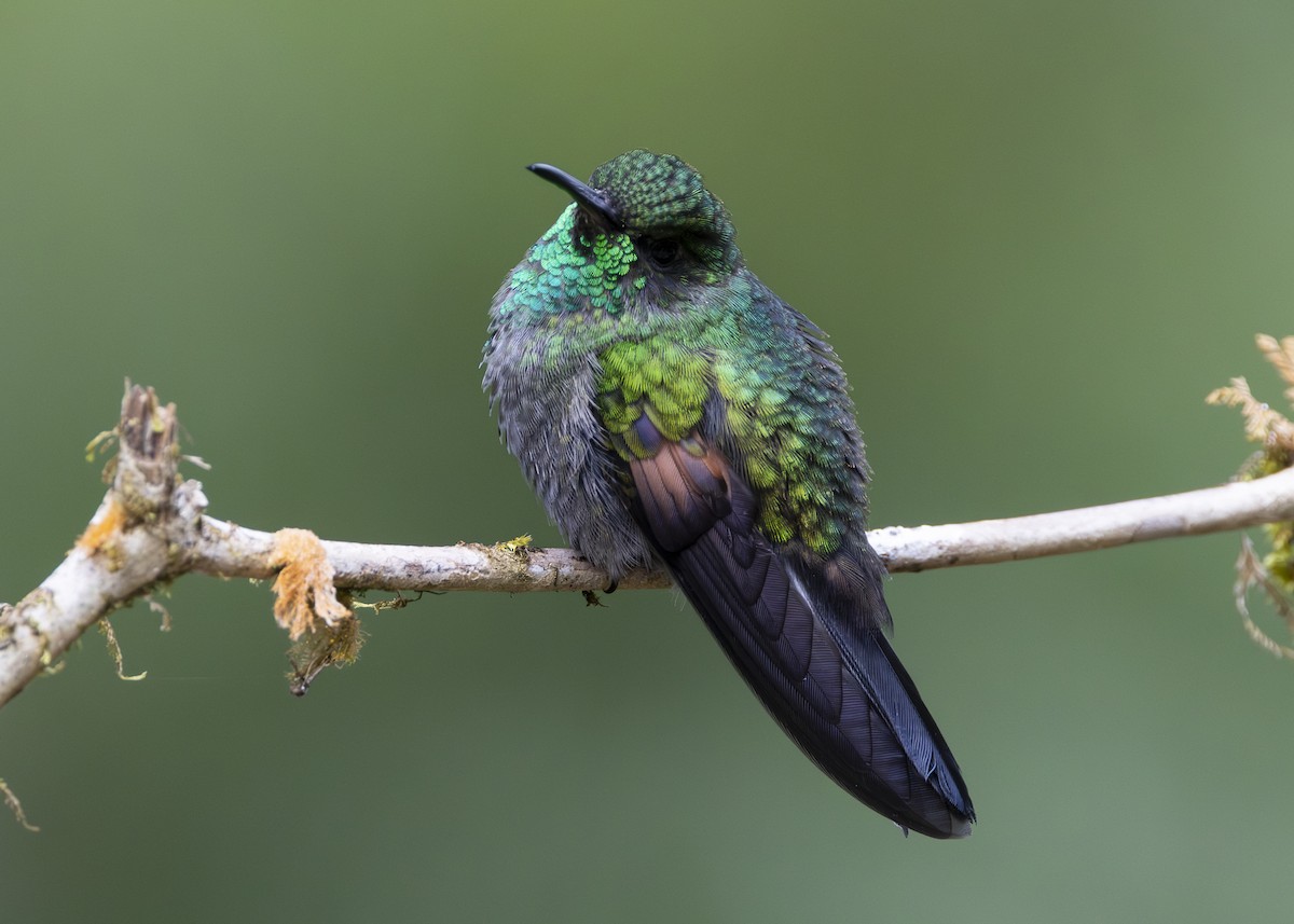 Stripe-tailed Hummingbird - ML641454735