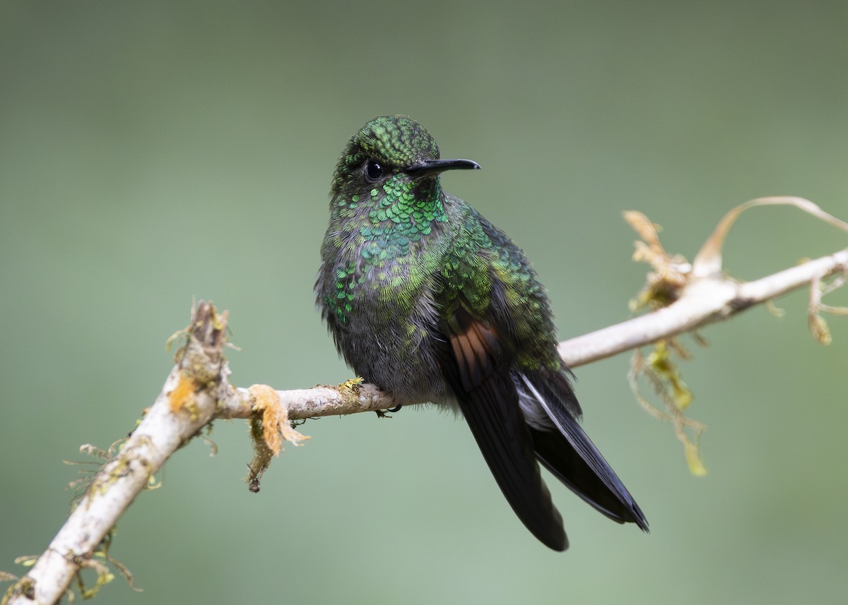 Stripe-tailed Hummingbird - ML641454736