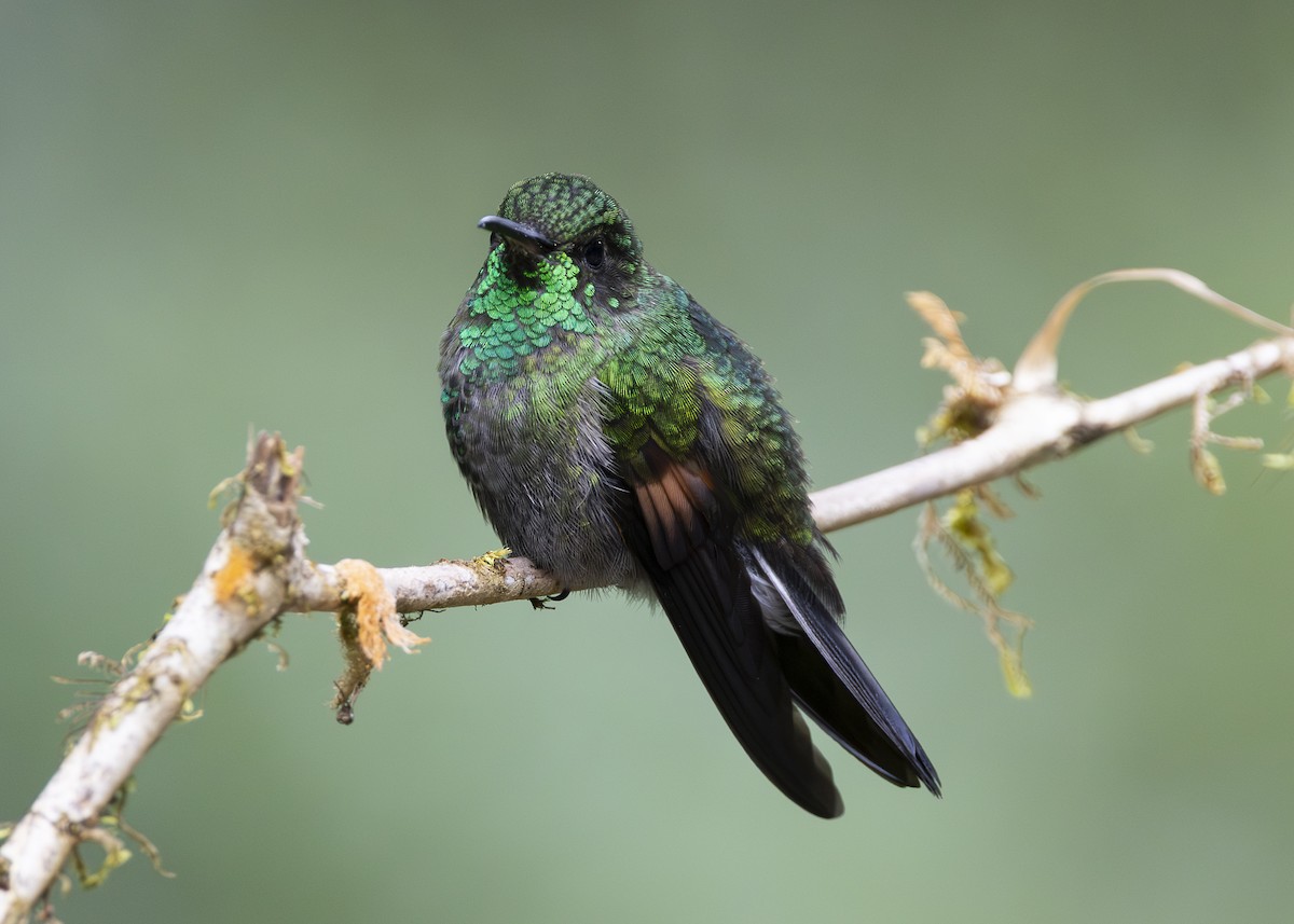 Stripe-tailed Hummingbird - ML641454737