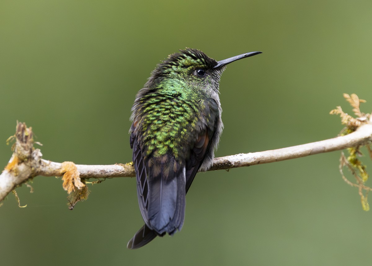 Stripe-tailed Hummingbird - ML641454738