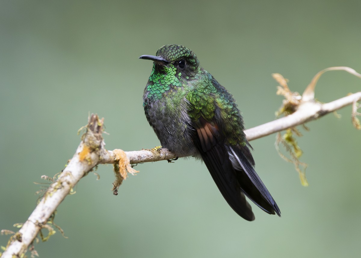 Stripe-tailed Hummingbird - ML641454739