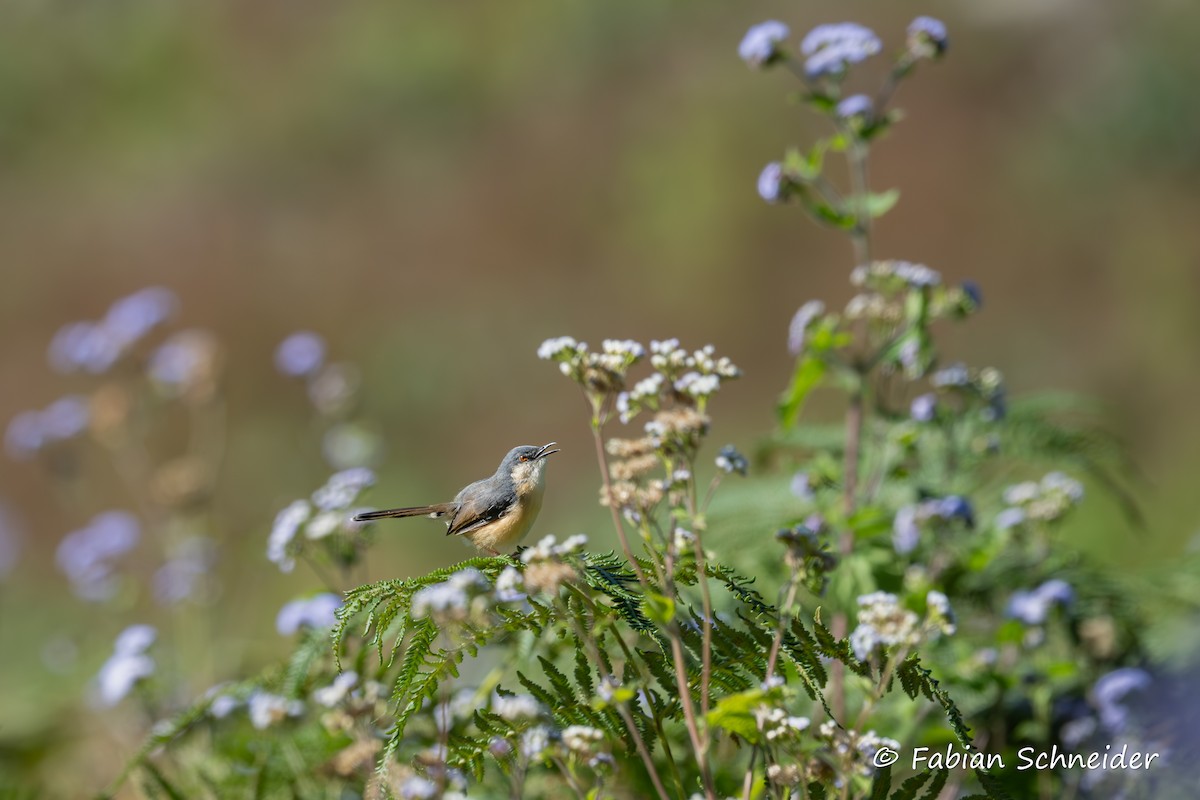 Ashy Prinia - ML641454811