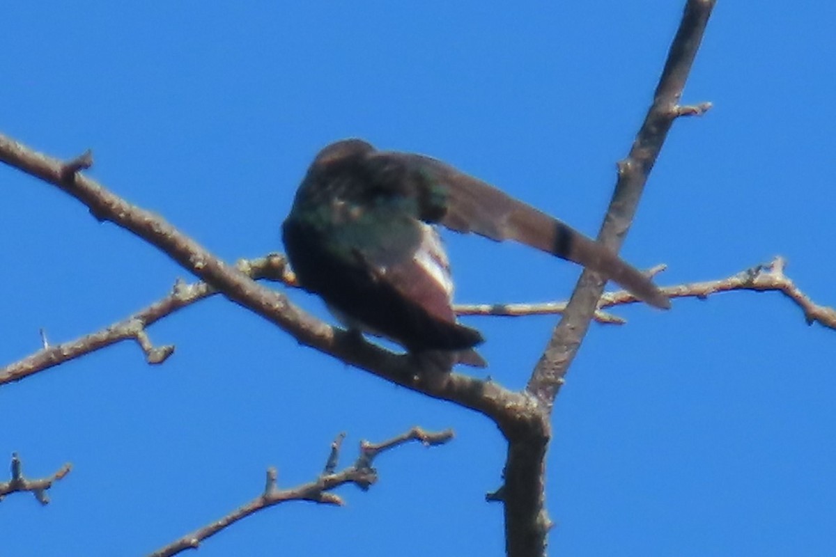 Hirondelle à face blanche - ML641454817