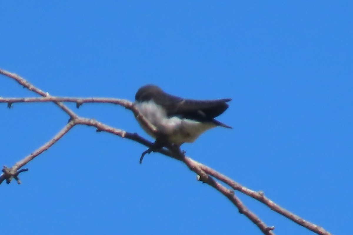 Hirondelle à face blanche - ML641454818