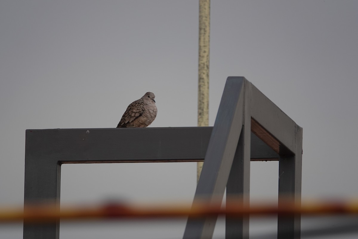 Inca Dove - ML641454819