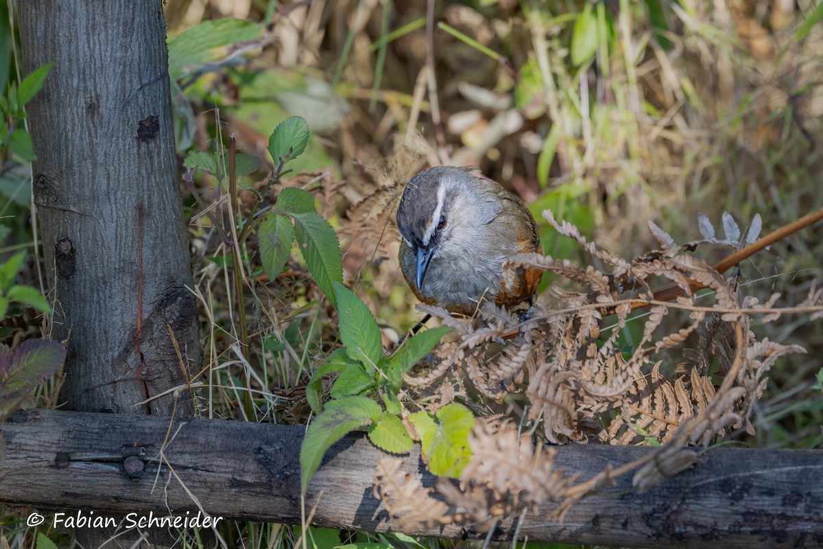 Palani Laughingthrush - ML641454824