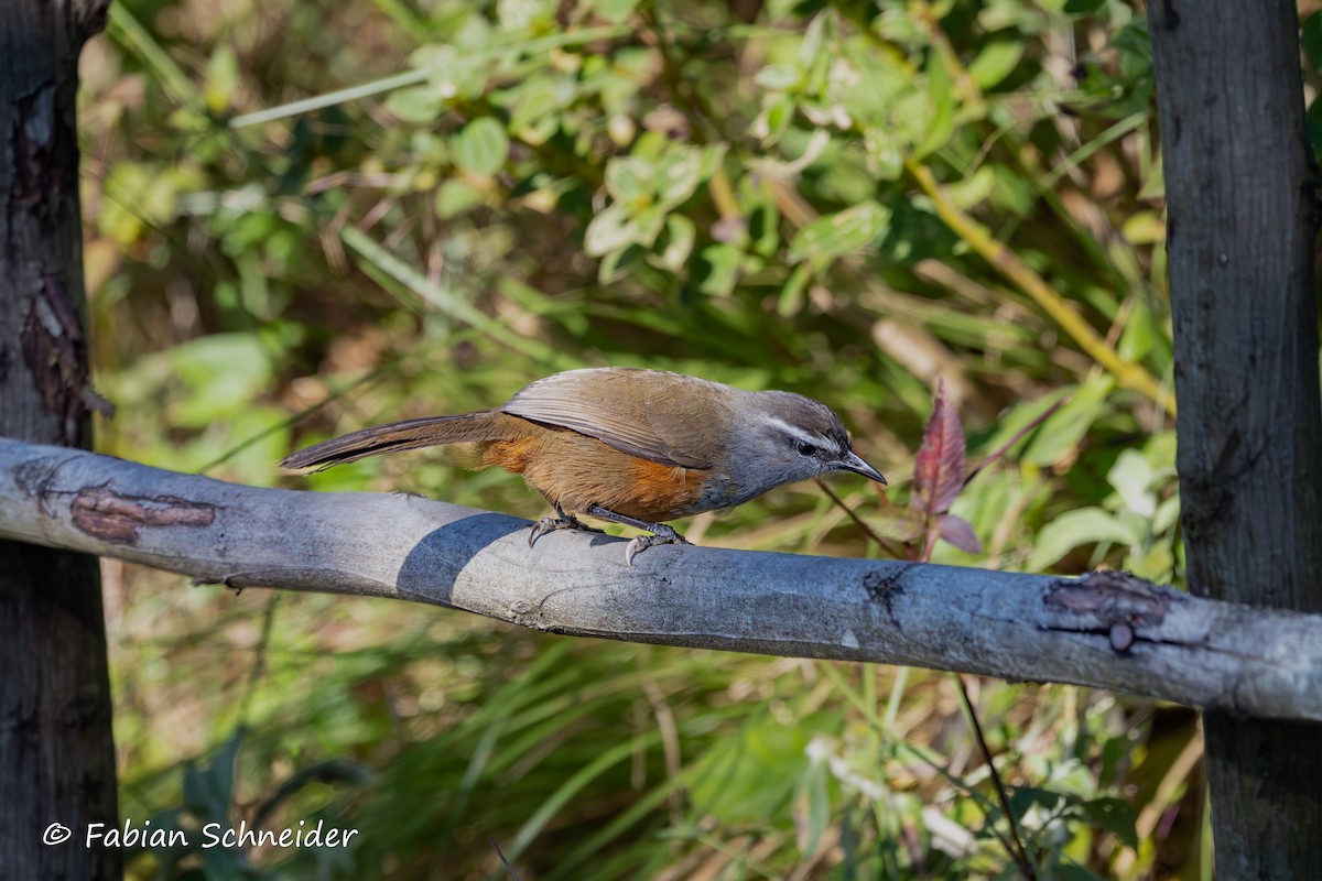 Palani Laughingthrush - ML641454825