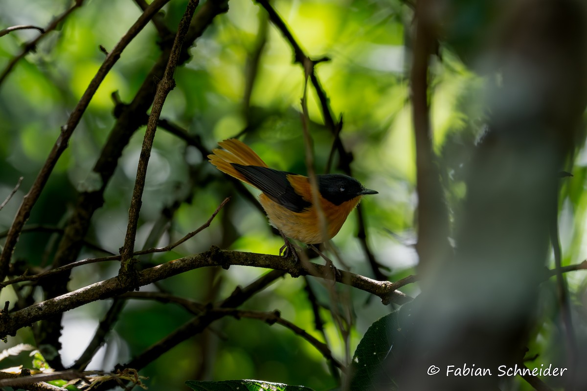 Black-and-orange Flycatcher - ML641454831