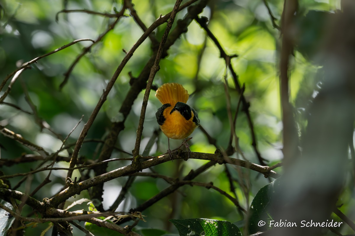 Black-and-orange Flycatcher - ML641454832