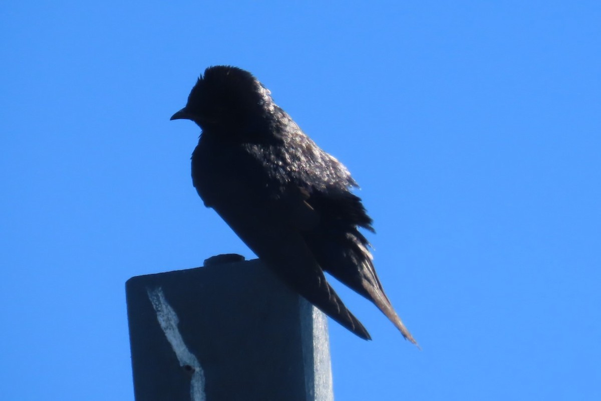Hirondelle noire - ML641454841