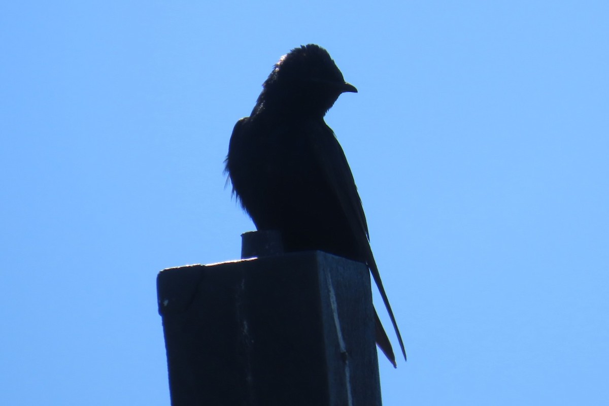Hirondelle noire - ML641454842