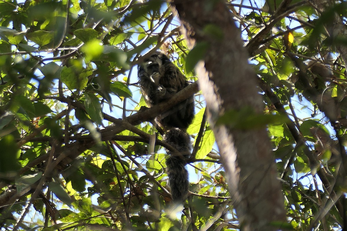 Animals - ML641454877