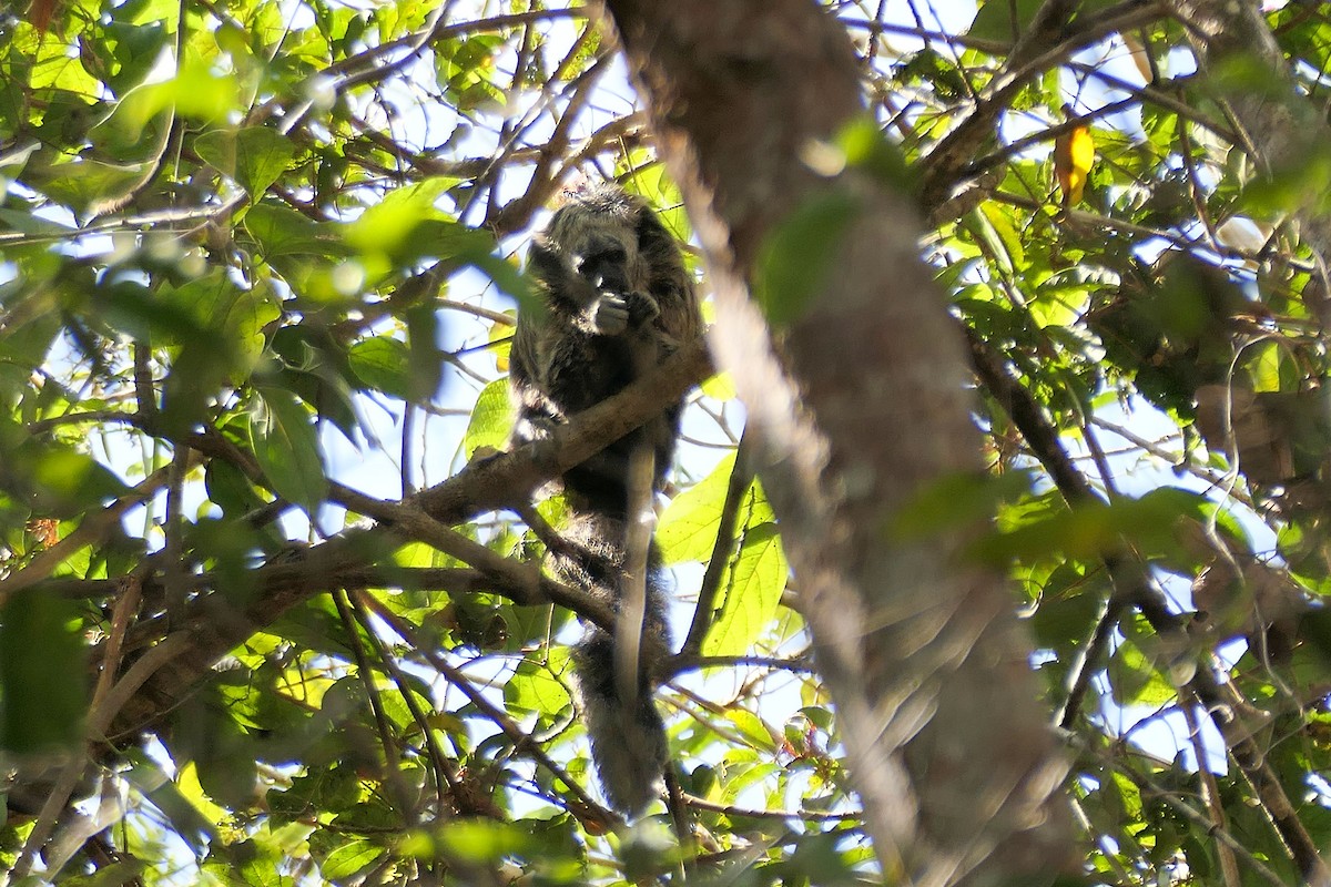 Animals - ML641454878