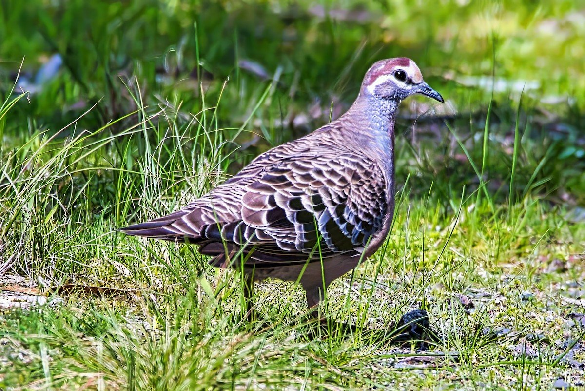 Common Bronzewing - ML641454885