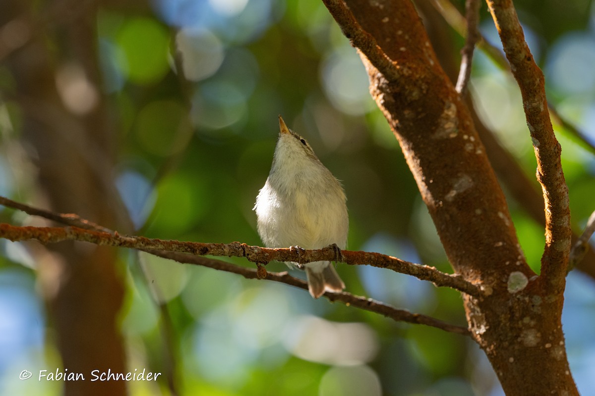 Greenish Warbler - ML641454891