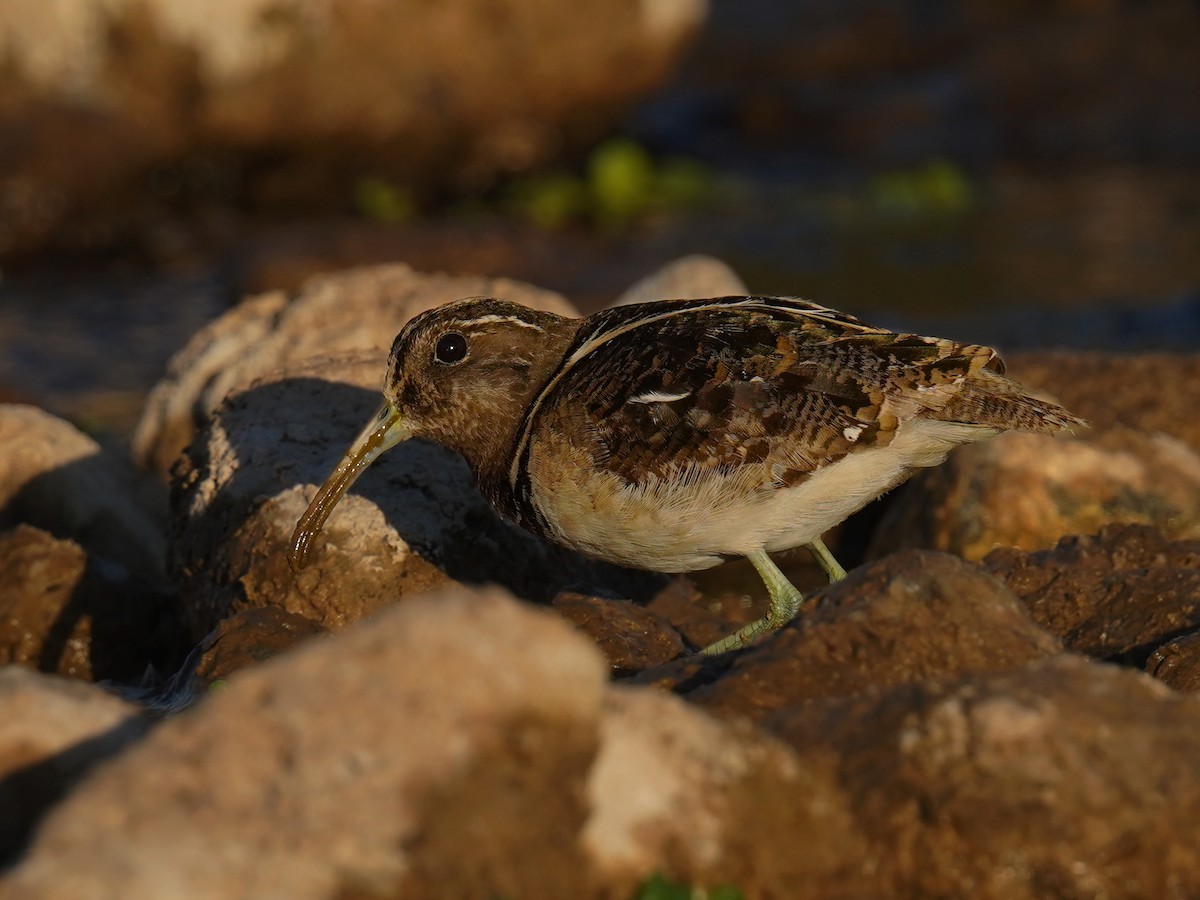 South American Painted-Snipe - ML641454949