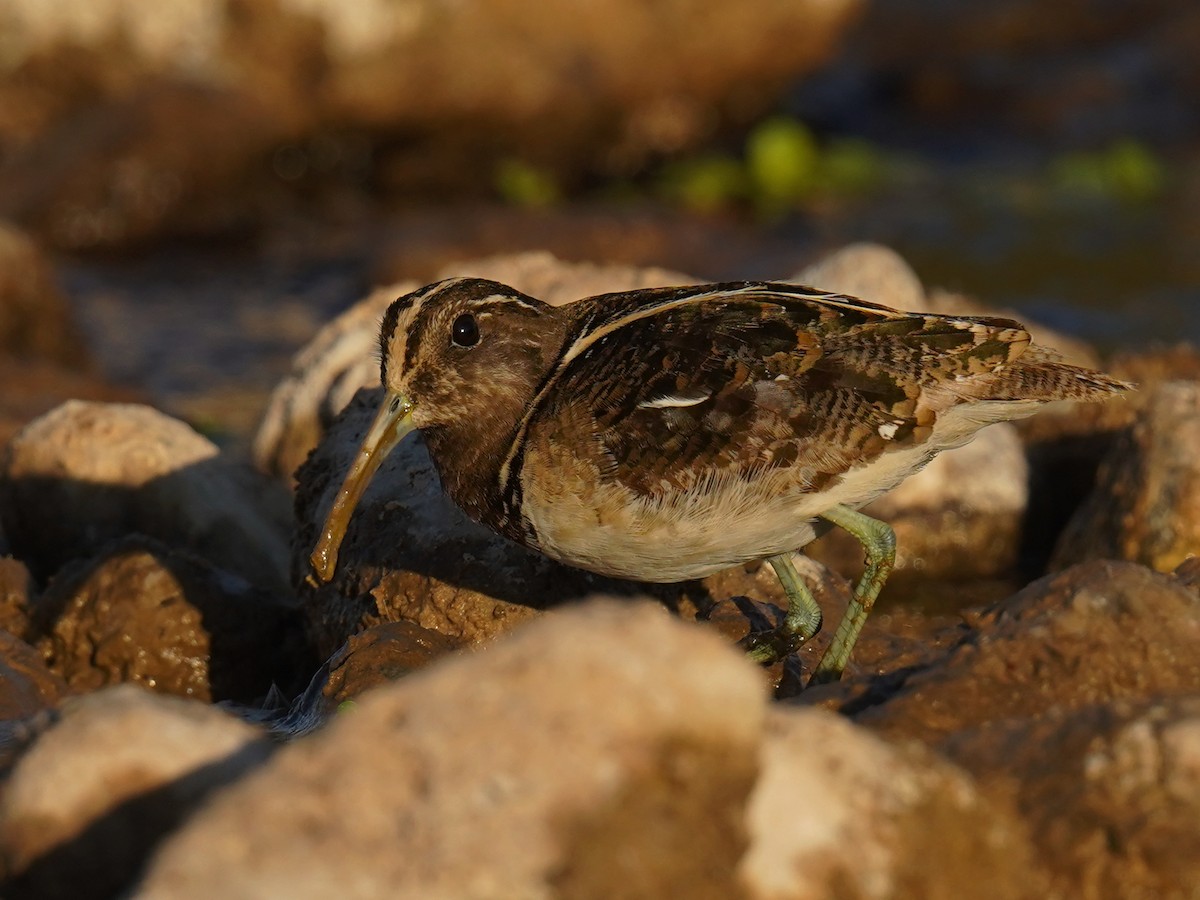 South American Painted-Snipe - ML641454953