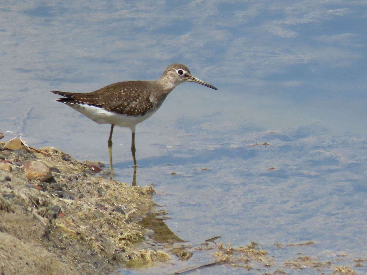 Solitary Sandpiper - ML641454957