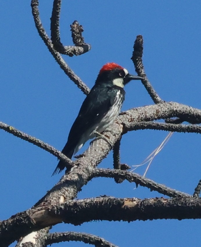 Acorn Woodpecker - ML641454959