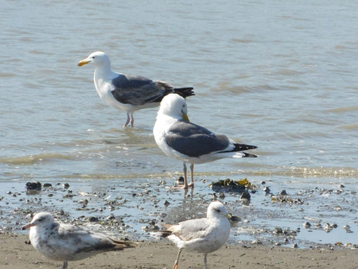 Western Gull - ML641454960
