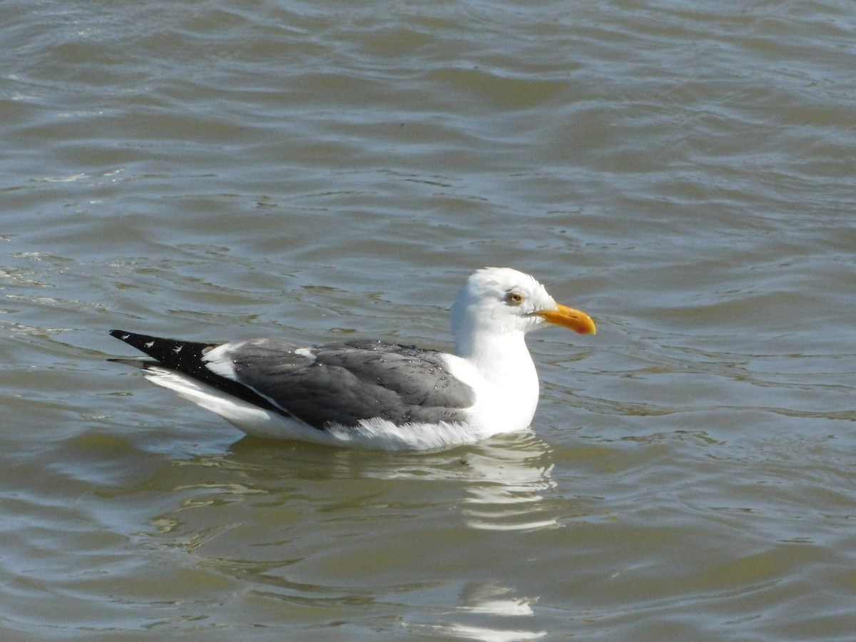 Western Gull - ML641454962