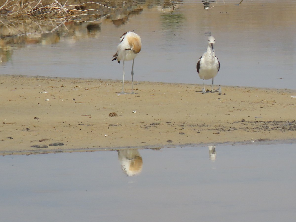American Avocet - ML641454963