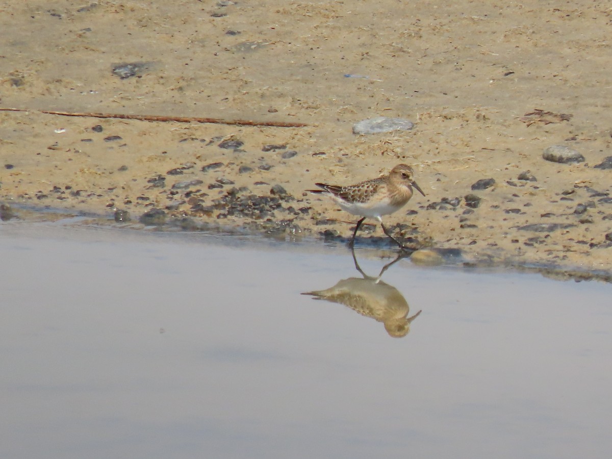 Baird's Sandpiper - ML641454978