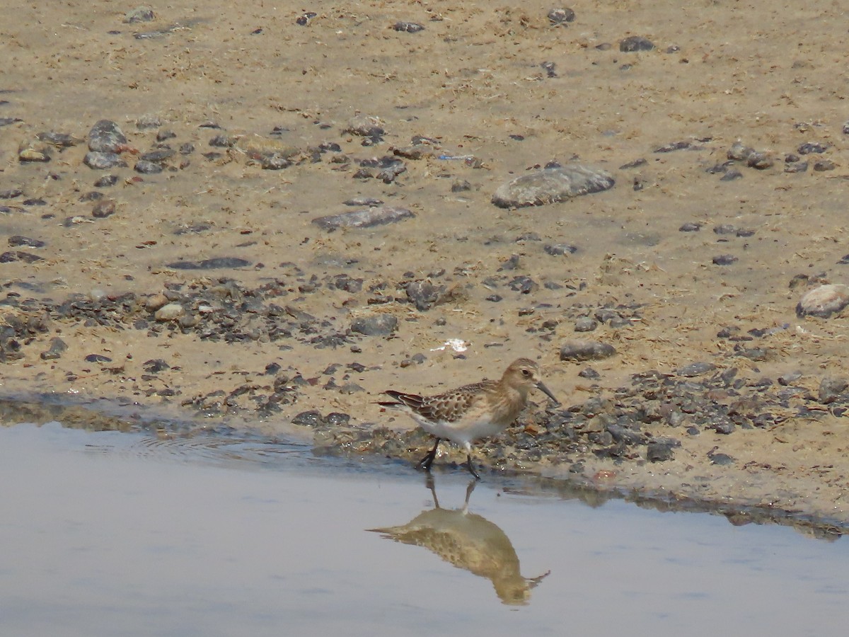 Baird's Sandpiper - ML641454991