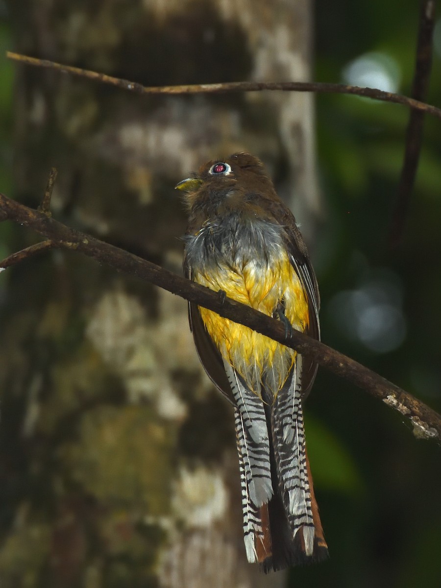 trogon modroocasý - ML641455030