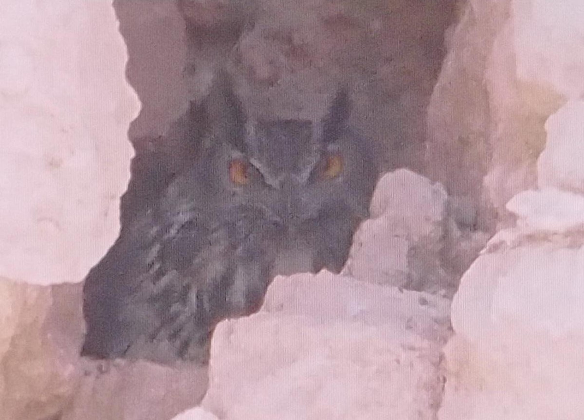 Eurasian Eagle-Owl - ML641455044