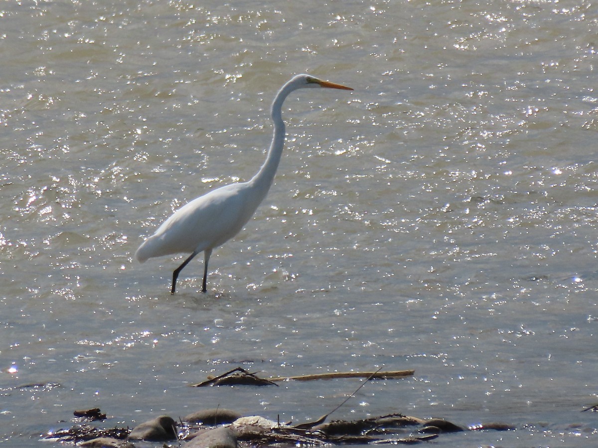 Цасч дэглий - ML641455046