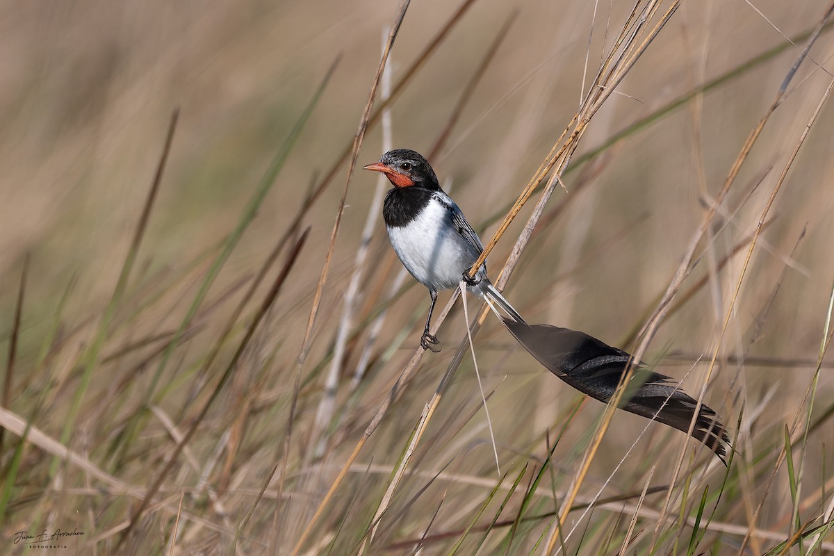 Strange-tailed Tyrant - ML641455056