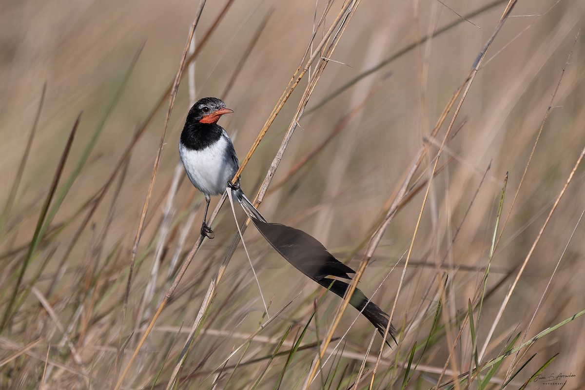 Strange-tailed Tyrant - ML641455057