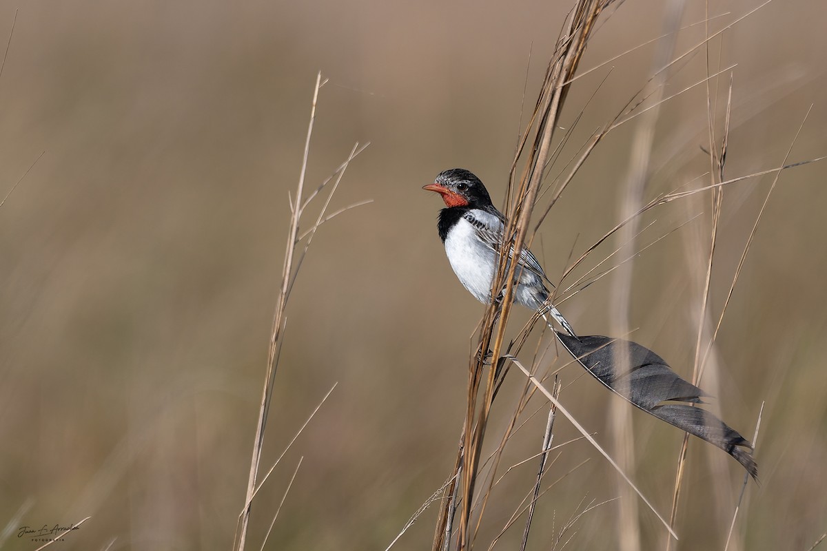 Strange-tailed Tyrant - ML641455058