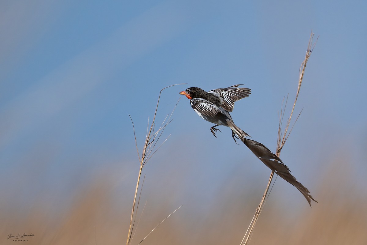 Strange-tailed Tyrant - ML641455059