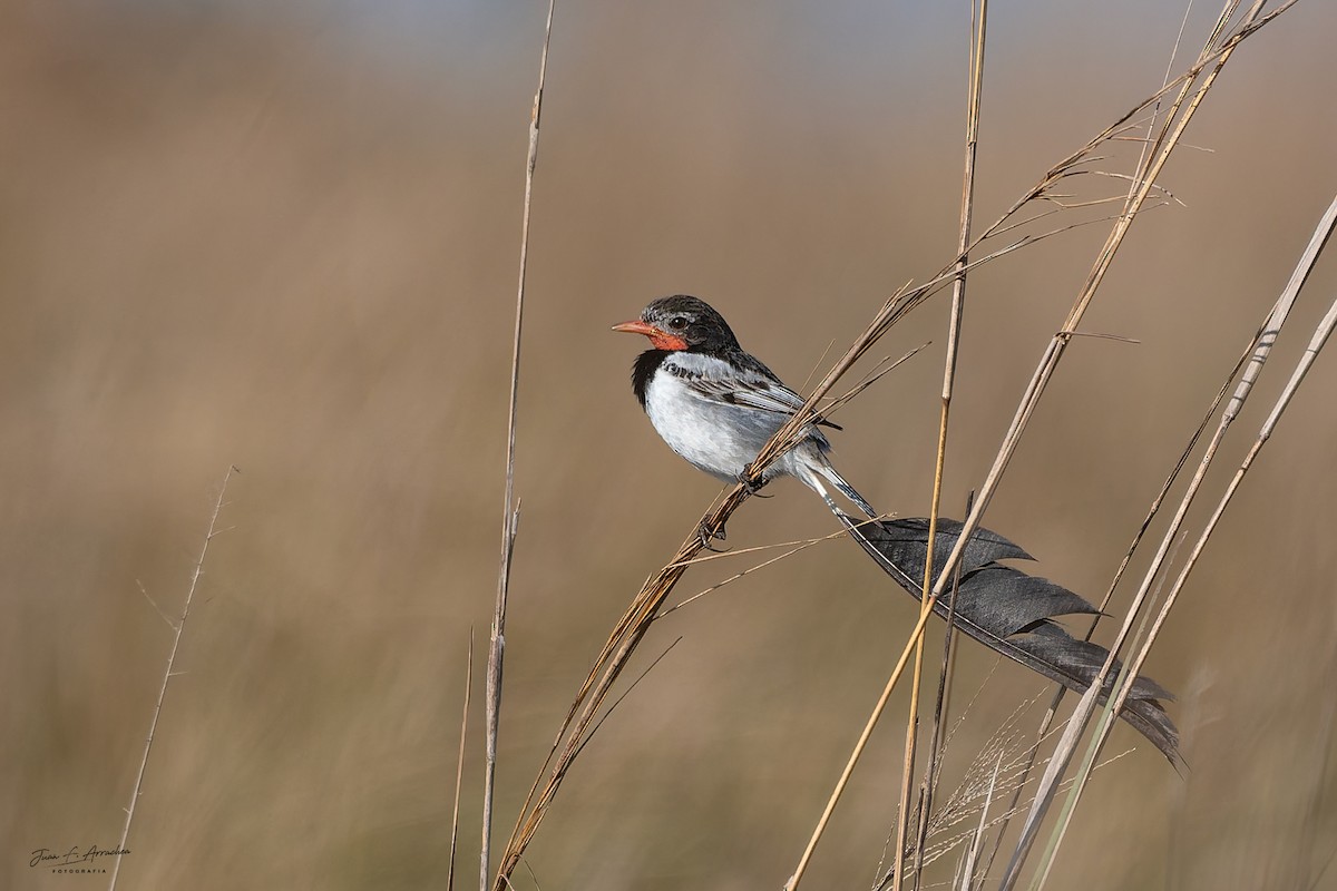 Strange-tailed Tyrant - ML641455060