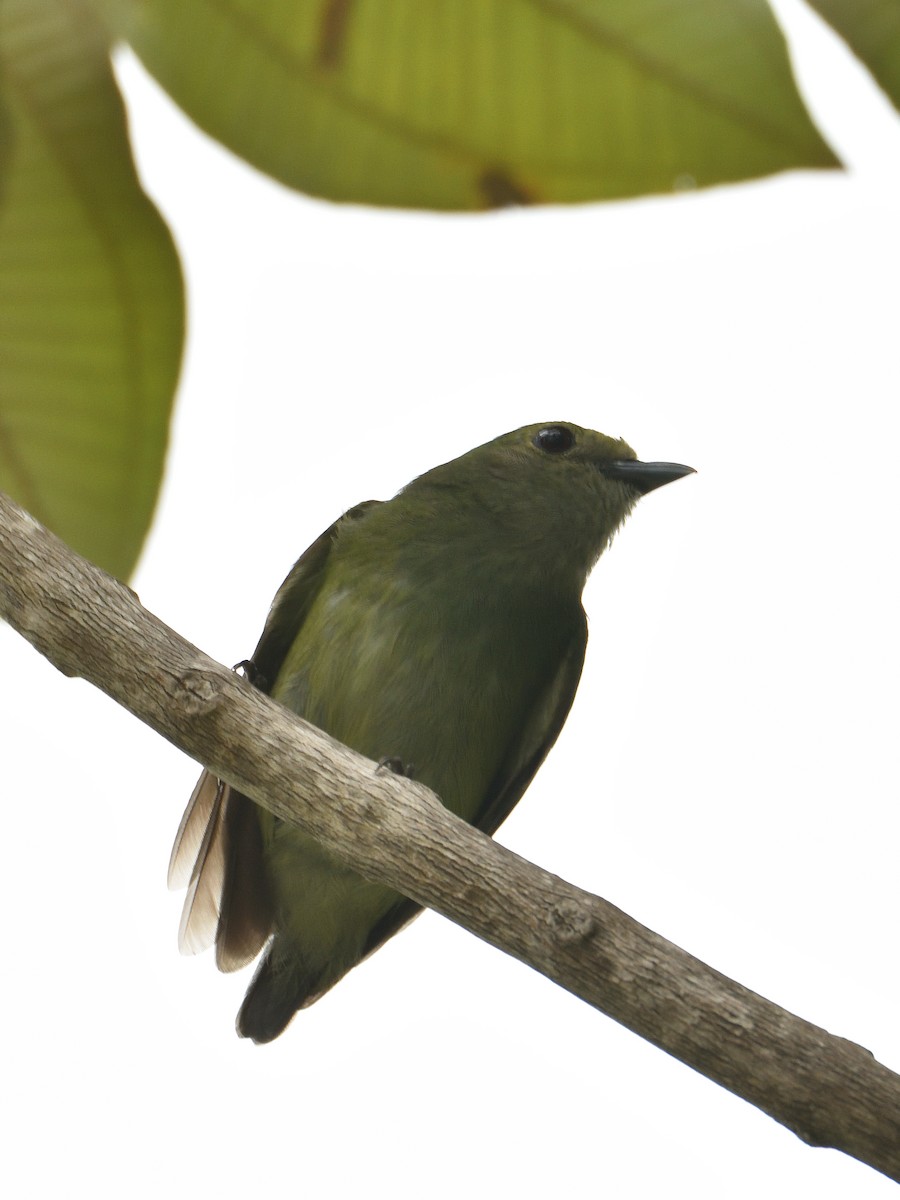 Velvety Manakin - ML641455067